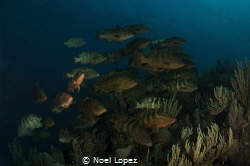 nassau grouper aggregation spawning, nikon D2X, tokina le... by Noel Lopez 